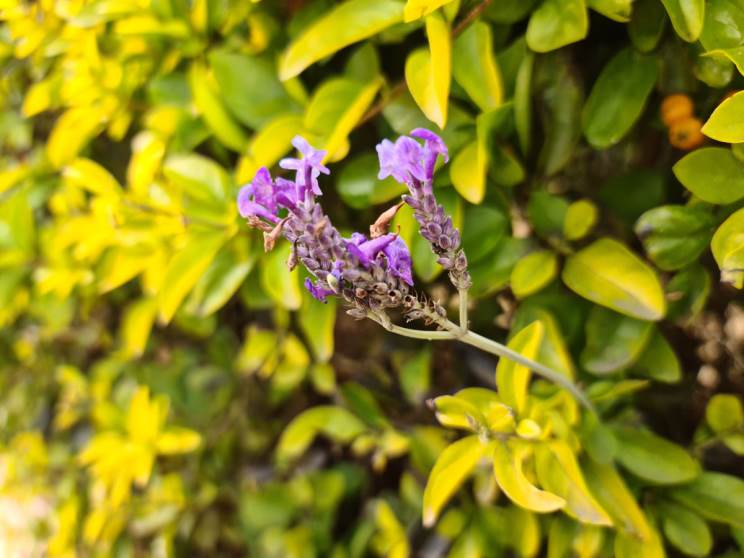 Galaxy S20 Ultra: מעבד חזק, מצלמה בינונית