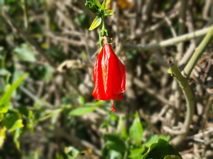 Galaxy S20 Ultra: מעבד חזק, מצלמה בינונית