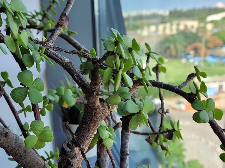 Samsung Galaxy S20 FE 5G: המעבד שתמיד רצינו