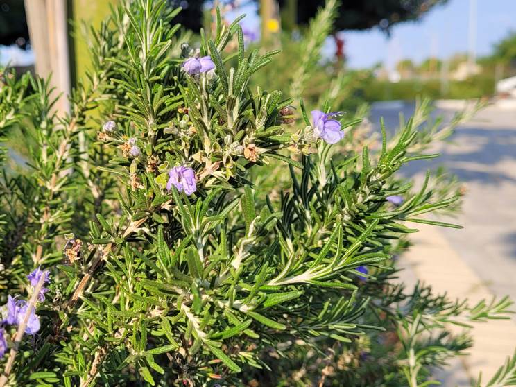 Samsung Galaxy S20 FE 5G: המעבד שתמיד רצינו