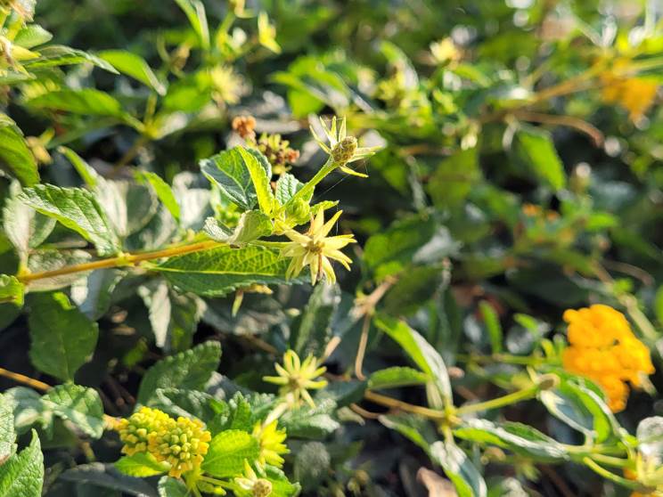 Samsung Galaxy S20 FE 5G: המעבד שתמיד רצינו