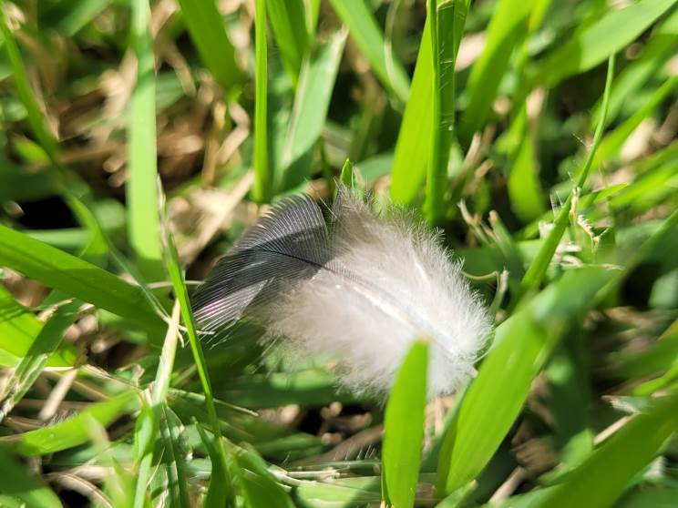 Samsung Galaxy S20 FE 5G: המעבד שתמיד רצינו