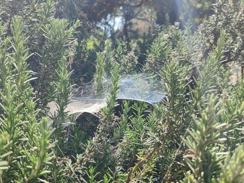 Oppo Find X3 Pro: הסמארטפון הכי טוב שאי אפשר לקנות