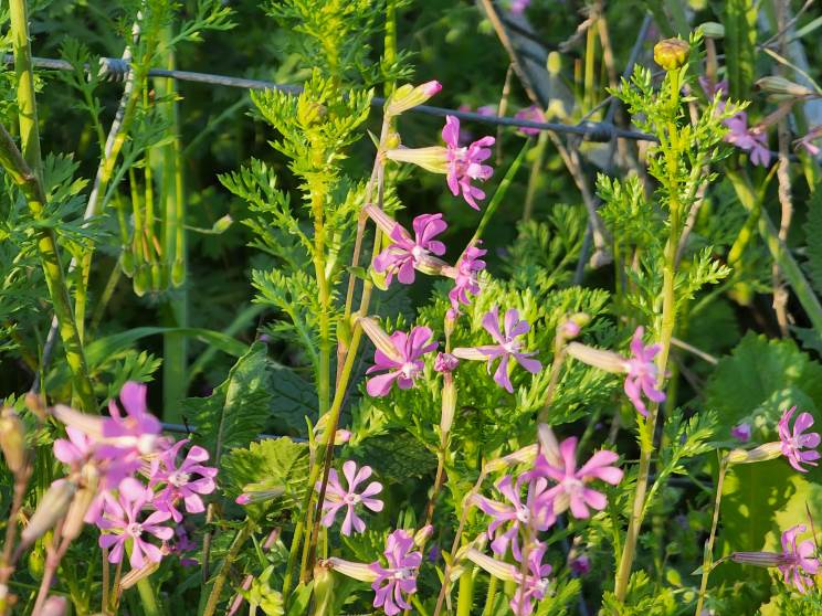 Samsung S22 Ultra: שובו של הנוט