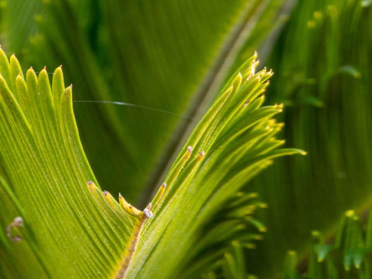 Samsung S22 Ultra: שובו של הנוט