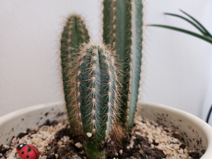 Samsung Galaxy Z Flip 4: ממשיך לגרור מבטים Samsung Galaxy Z Flip 4: ממשיך לגרור מבטים