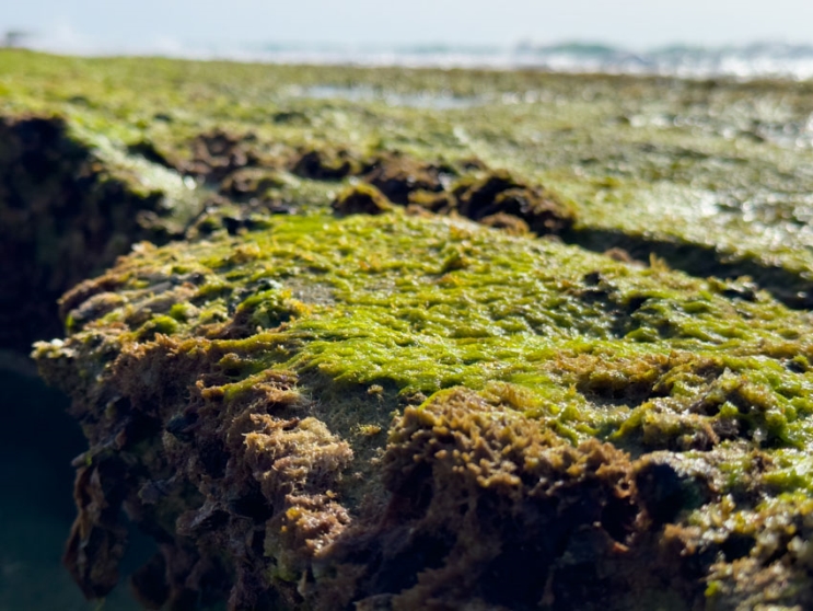 iPhone 14 Pro: שדרוג מינימלי