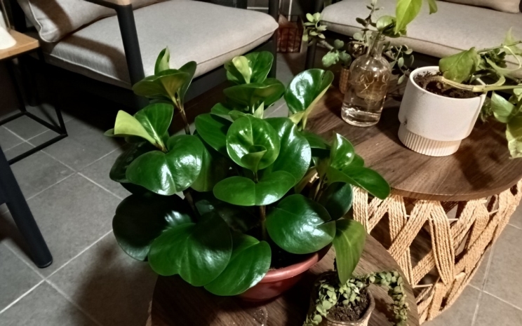 Lenovo Idea Tab Plus TB361FU: מעולה לצפייה, פחות לעריכה