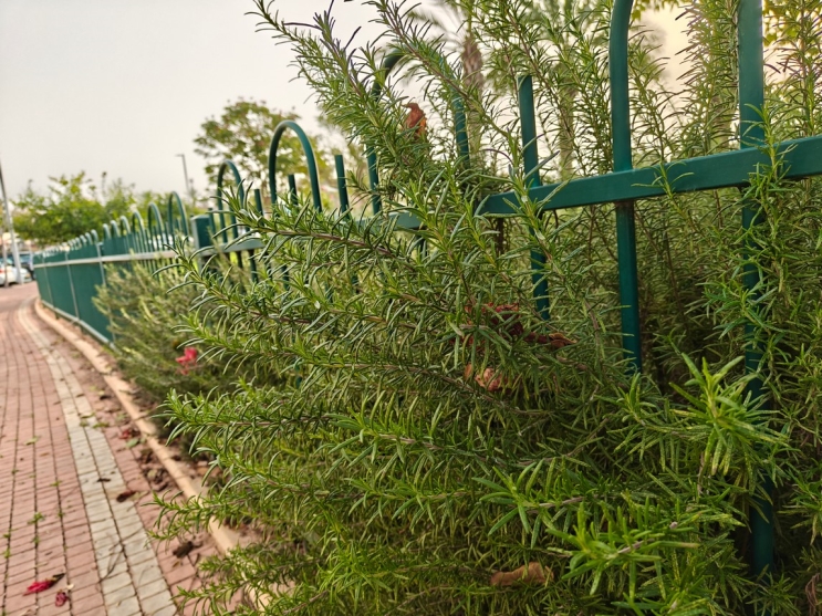 OnePlus 13R: מכשיר דגל במחיר נגיש