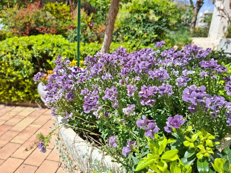 Samsung Galaxy A56 5G: כמעט לא מרגיש ביניים