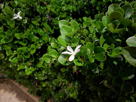 Samsung Galaxy A56 5G: כמעט לא מרגיש ביניים