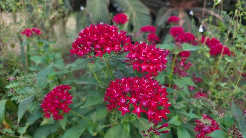 Galaxy S25 Edge: צעד קדימה - ואחורה