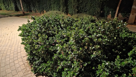 Galaxy S25 Edge: צעד קדימה - ואחורה