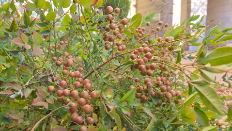 Samsung Galaxy S25 FE: רף גבוה לקטגוריית הביניים