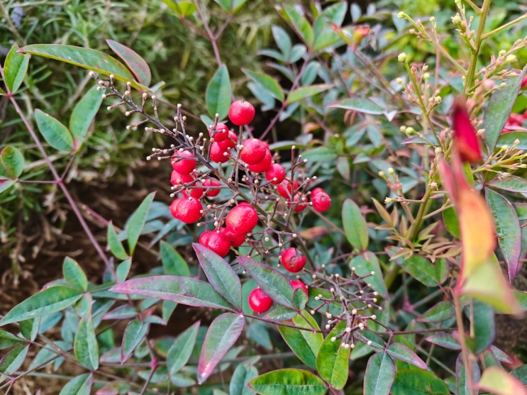 OnePlus 13R: מכשיר דגל במחיר נגיש