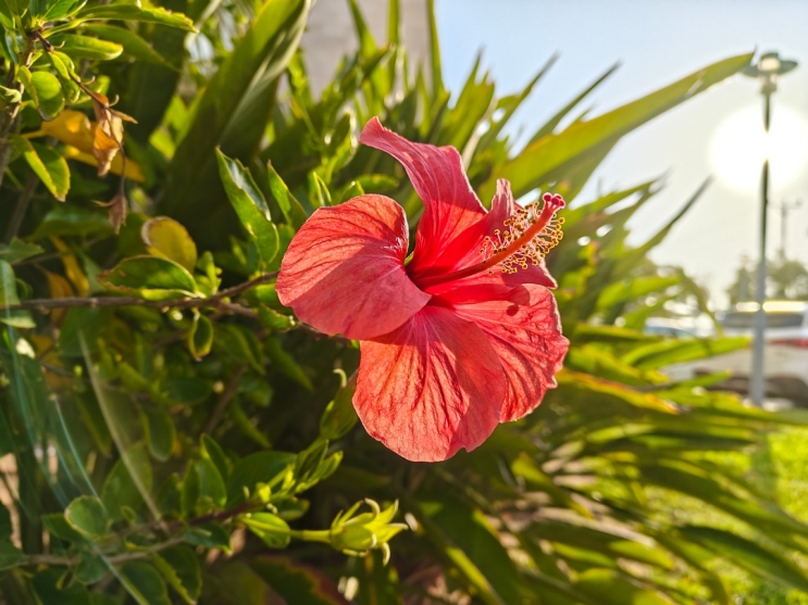 OnePlus 13R: מכשיר דגל במחיר נגיש