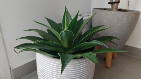 OPPO Find N5: מתקפל מצטיין