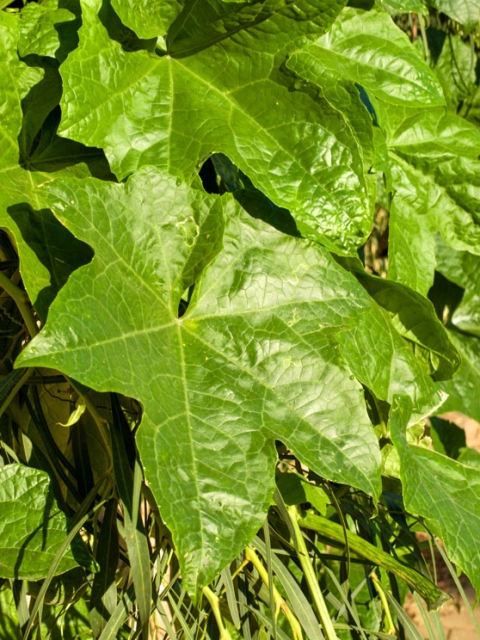 OnePlus 15: לא תמצאו טוב יותר OnePlus 15: לא תמצאו טוב יותר