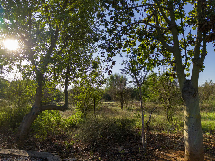 OnePlus 15: לא תמצאו טוב יותר OnePlus 15: לא תמצאו טוב יותר