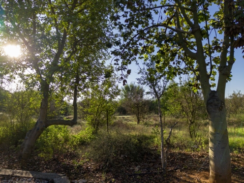 OnePlus 15: לא תמצאו טוב יותר OnePlus 15: לא תמצאו טוב יותר