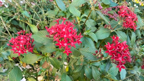 OPPO A6x: לא מיועד לעבודה קשה