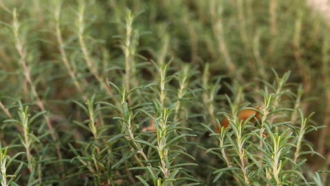 OnePlus 15R: מכשיר דגל במחיר ביניים