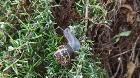 OnePlus 15R: מכשיר דגל במחיר ביניים