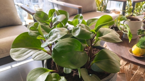 OPPO Reno15 F 5G: עמידות מרשימה, קושי בביצועים