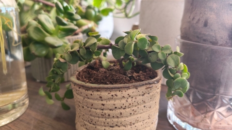 OPPO Reno15 F 5G: עמידות מרשימה, קושי בביצועים