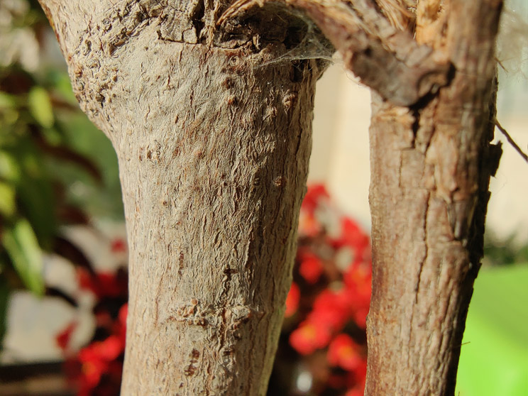 עכשיו בסקירה: OnePlus 8 Pro