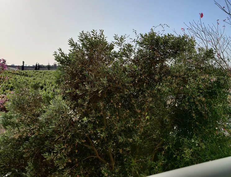 עכשיו בסקירה: OnePlus 8 Pro