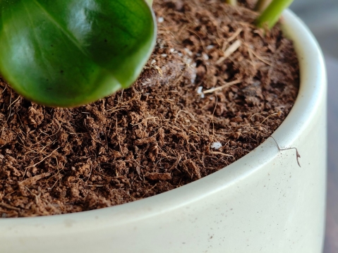 Nothing Phone (3A) Pro: מכשיר לקהל המעריצים