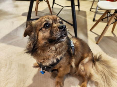 Nothing Phone (3A) Pro: מכשיר לקהל המעריצים