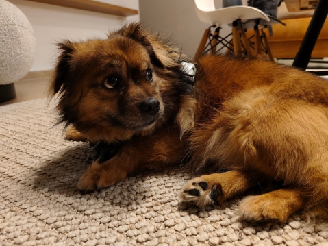 VIVO V40 5G: מבקש צ'אנס