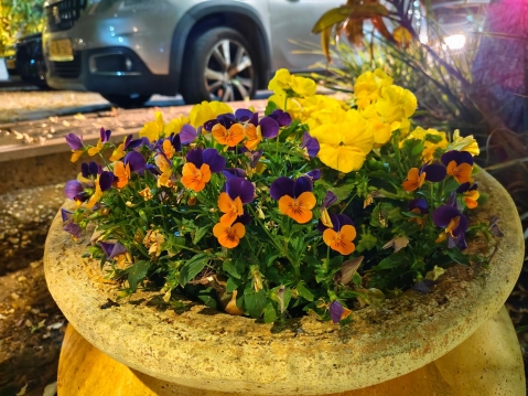 VIVO V40 5G: מבקש צ'אנס