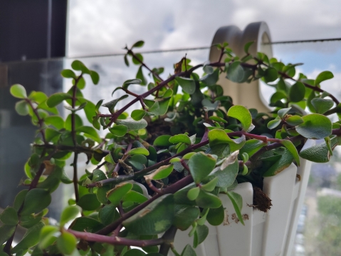 VIVO V40 5G: מבקש צ'אנס