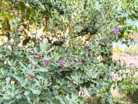 CMF Phone 2 PRO: ראש מחלקת המשתלמים