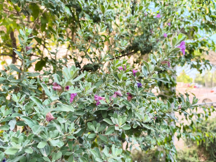 CMF Phone 2 PRO: ראש מחלקת המשתלמים