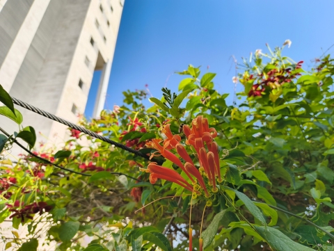 CMF Phone 2 PRO: ראש מחלקת המשתלמים