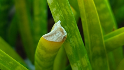 Nothing Phone (3): ניסיון ראוי להערכה