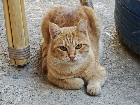 POCO F8 Ultra: מפלצת לא אפויה