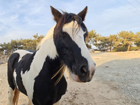 POCO F8 Ultra: מפלצת לא אפויה