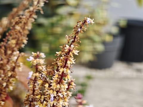 POCO F8 Ultra: מפלצת לא אפויה