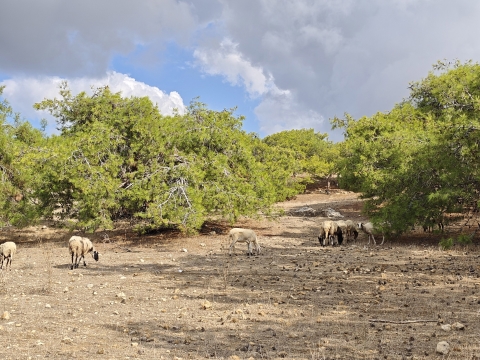 POCO F8 Ultra: מפלצת לא אפויה