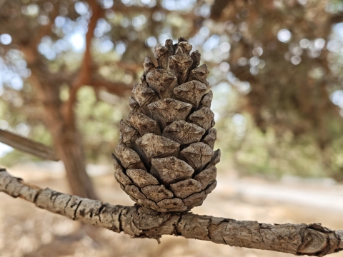 POCO F8 Ultra: מפלצת לא אפויה