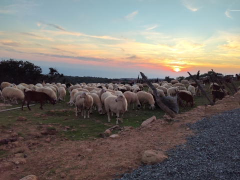 POCO M8 5G: תחפושת של מכשיר דגל POCO M8 5G: תחפושת של מכשיר דגל