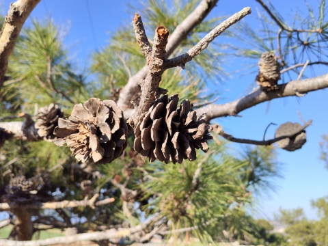 POCO M8 5G: תחפושת של מכשיר דגל POCO M8 5G: תחפושת של מכשיר דגל